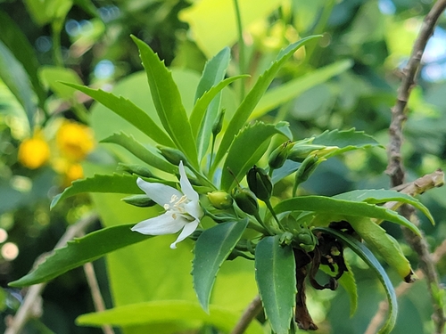 Image of Capraria mexicana by (c) johnyochum, some rights reserved (CC BY)