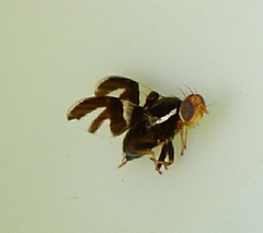 Rhagoletis pomonella