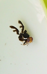 Rhagoletis pomonella