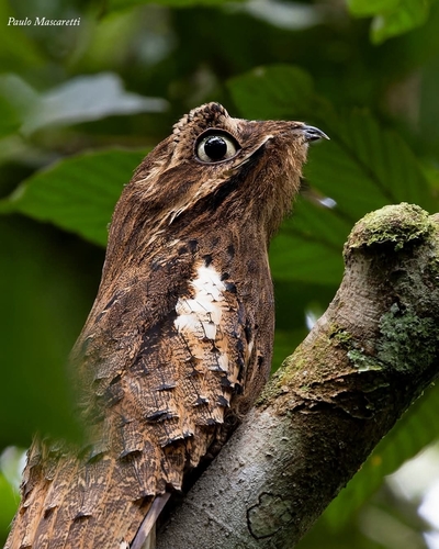 Long-tailed Potoo (Nyctibius aethereus)