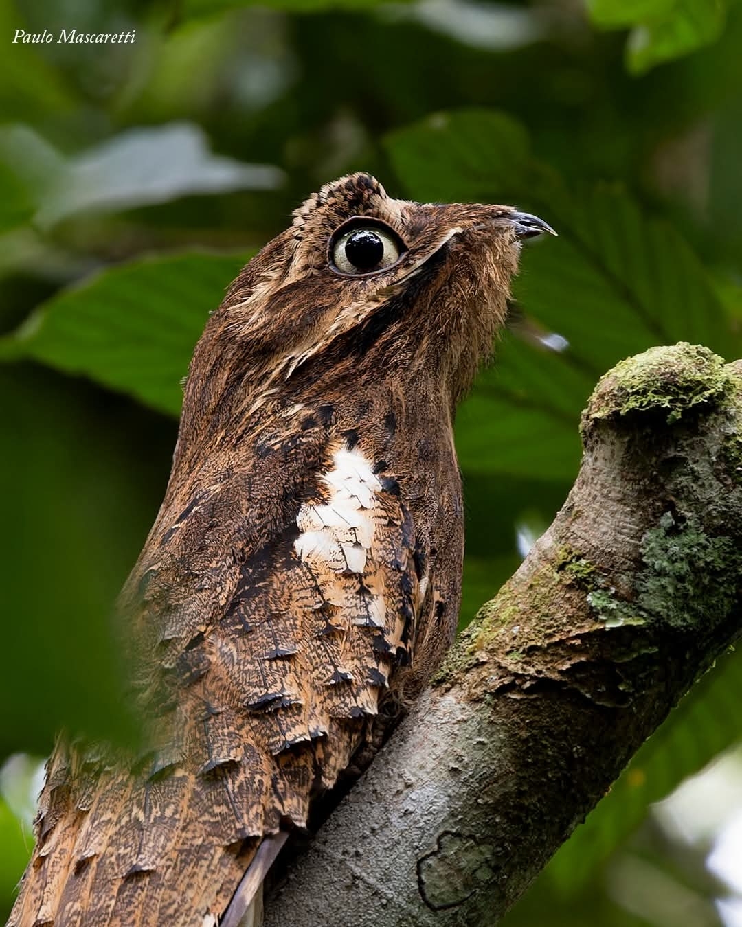 Long-tailed Potoo (Nyctibius aethereus), photo 1