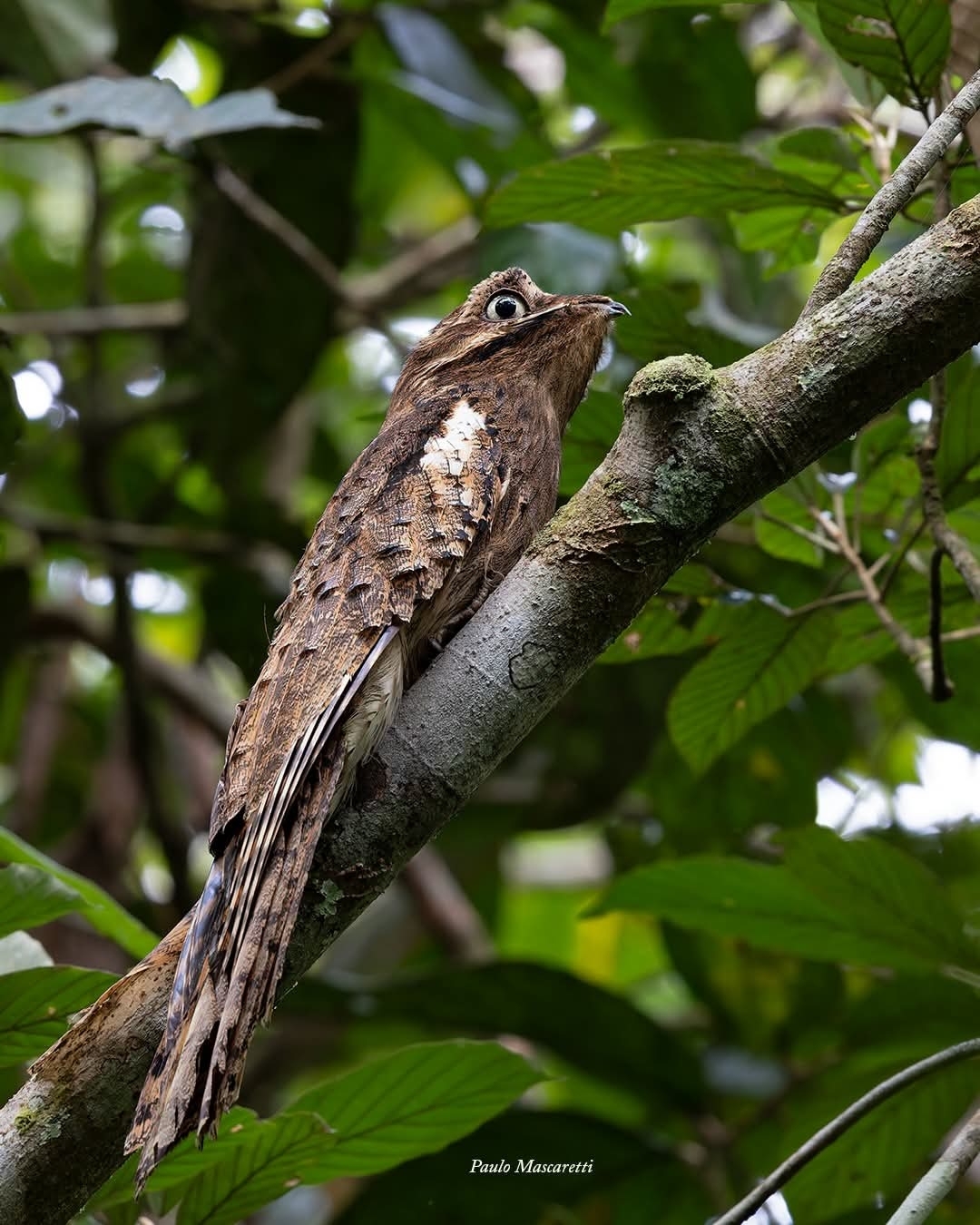 Long-tailed Potoo (Nyctibius aethereus), photo 2