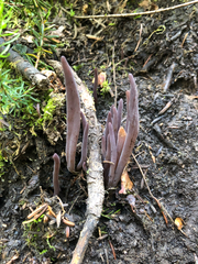 Alloclavaria purpurea