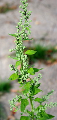 Chenopodium album