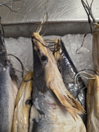 Highwaterman catfish (Hypophthalmus edentatus) — Pimelodidae — 5