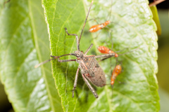 Leptoglossus zonatus