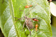 Leptoglossus zonatus