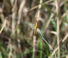 Erythrodiplax umbrata