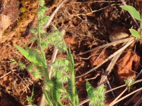 Echinolaena oplismenoides