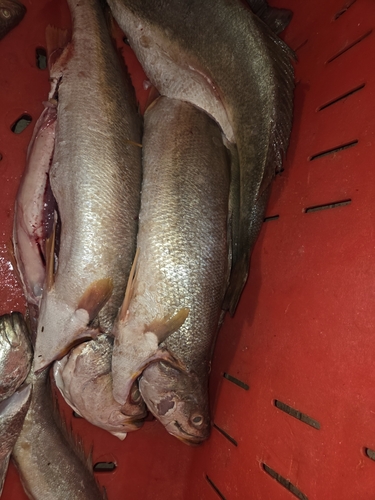 Smalltooth weakfish (Cynoscion steindachneri) — Sciaenidae