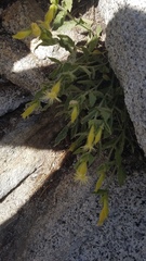 Silene parishii