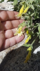 Silene parishii