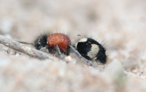 Dasylabris maura