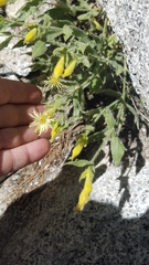 Silene parishii