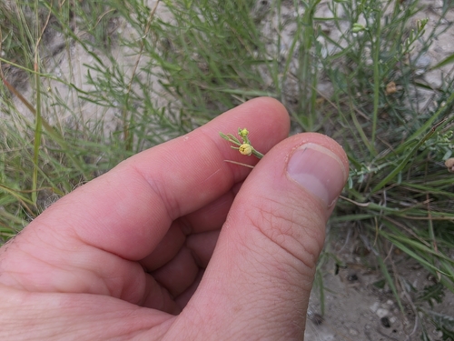 Image of Thamnosma texana by (c) Cleveland Powell, some rights reserved (CC BY)