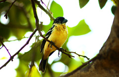 Sporophila morelleti