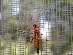 Opheltes glaucopterus barberi
