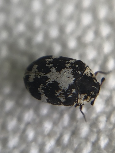 Buffalo carpet beetle photo 4