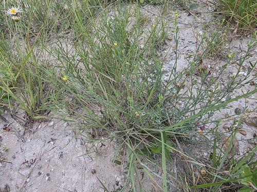 Image of Thamnosma texana by (c) Cleveland Powell, some rights reserved (CC BY)