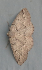 Sabulodes packardata