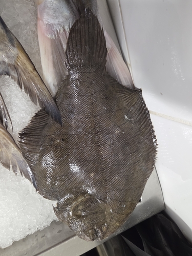 Drab sole (Achirus achirus) — Achiridae — 4