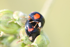 Harmonia axyridis
