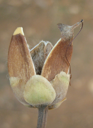 Ipomoea fistulosa image