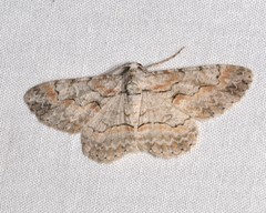 Iridopsis defectaria