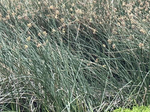 Schoenoplectus californicus observed 2025-04-28