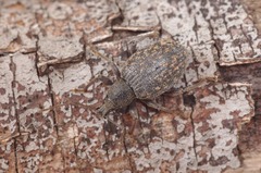 Otiorhynchus aurifer