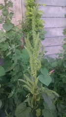 Amaranthus powellii