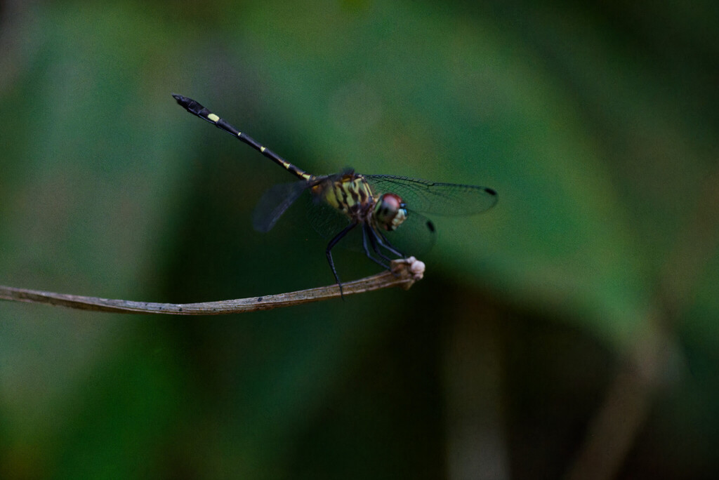 Three-striped Dasher