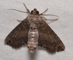 Paectes abrostoloides