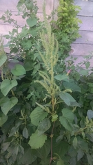 Amaranthus powellii