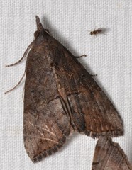 Hypena scabra