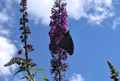 Danaus plexippus