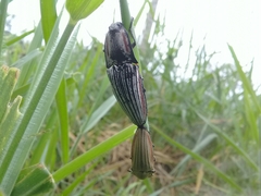 Chalcolepidius erythroloma