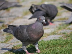 Columba livia domestica