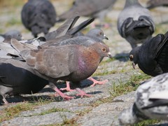 Columba livia domestica