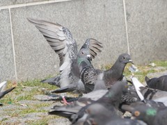 Columba livia domestica