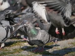 Columba livia domestica