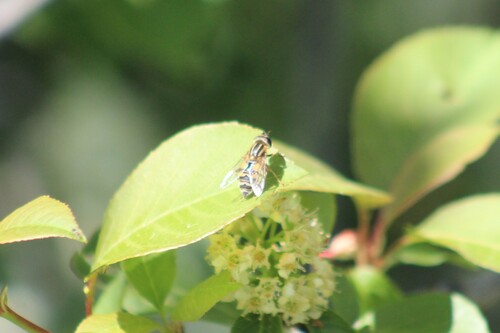 Unknown species found near Canyon County, ID, USA