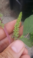 Amaranthus hybridus