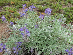Lupinus kuschei