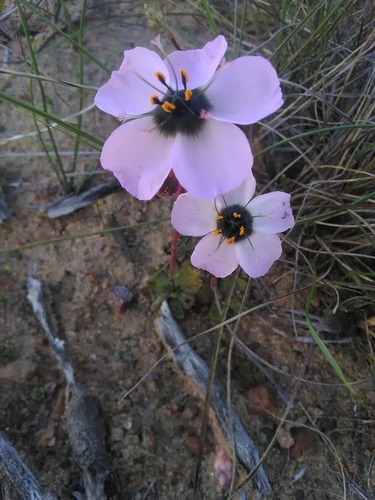 Image of Drosera pauciflora by (c) bullwooding, some rights reserved (CC BY)