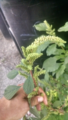 Amaranthus hybridus