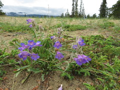 Penstemon gormanii