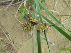Carex sabulosa