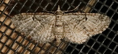 Eupithecia interruptofasciata