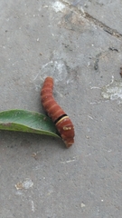 Papilio multicaudata